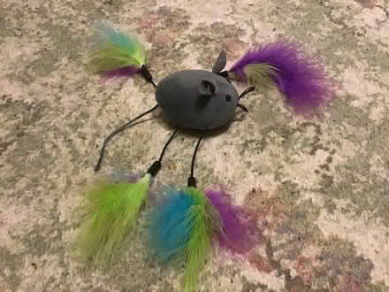 Photo of free Cat toy (TQ12 kingskerswell) #1