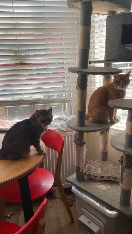 Photo of free Cat tree - definitely not new (N16) #1
