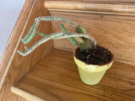 Photo of free Cactus that needs tlc (Red Bank) #1