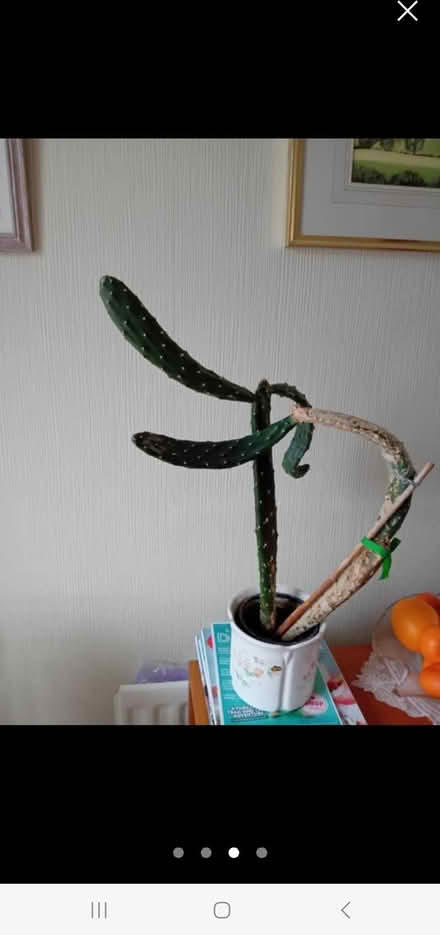 Photo of free Cactus (Halton LA2) #2