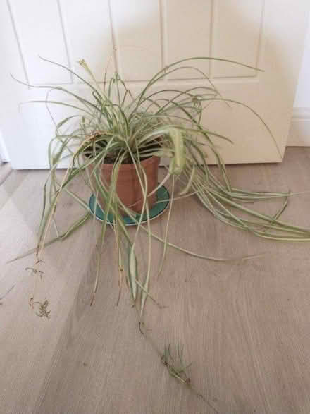 Photo of free Large Spider Plant Plz read dscrptn (HA5 Eastcote Pinner) #1