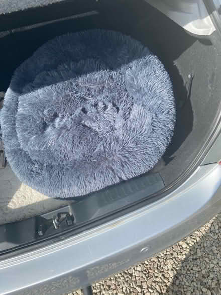 Photo of free Small dog bed (Bradmore) #1
