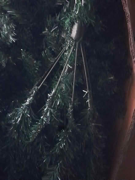 Photo of free Christmas trees (Bridgnorth High Town WV16) #3