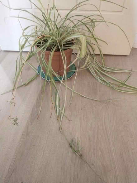 Photo of free Large Spider Plant Plz read dscrptn (HA5 Eastcote Pinner) #2