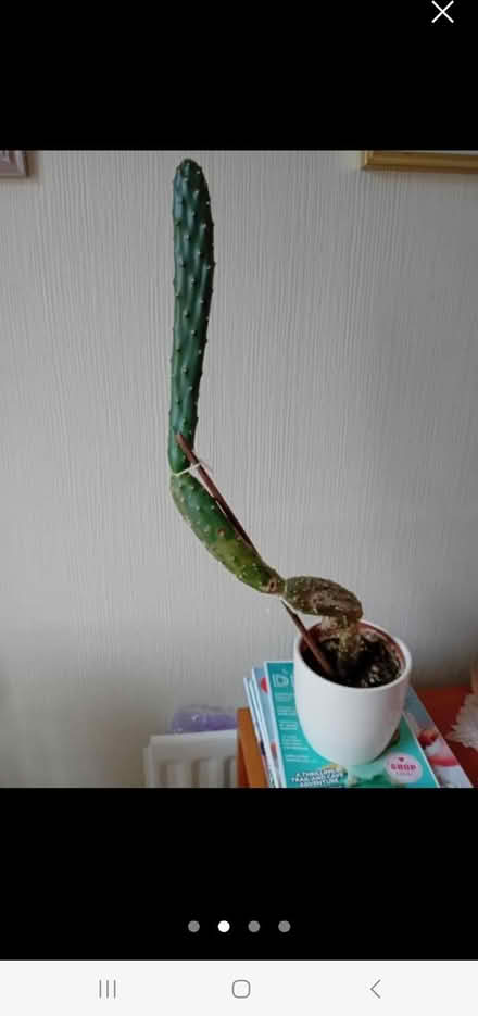 Photo of free Cactus (Halton LA2) #1