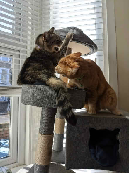 Photo of free Cat tree - definitely not new (N16) #4
