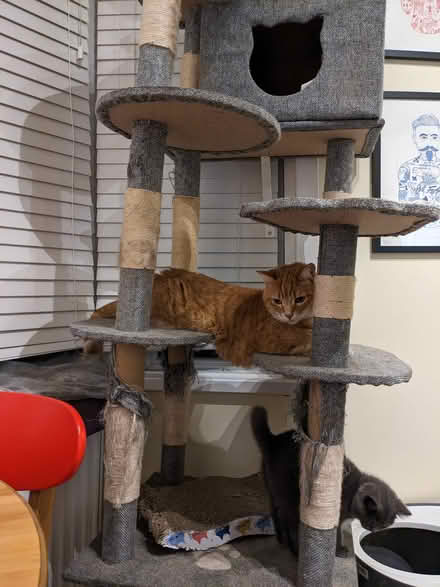Photo of free Cat tree - definitely not new (N16) #3