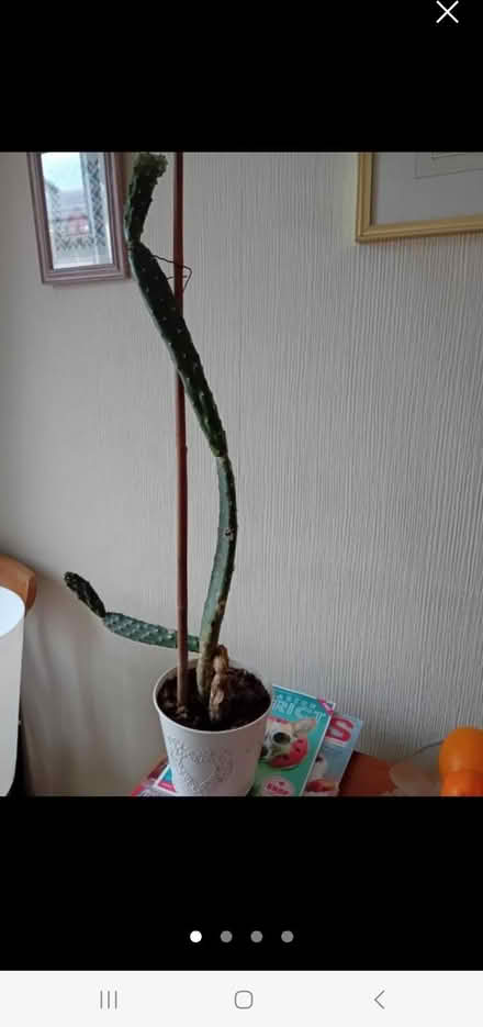 Photo of free Cactus (Halton LA2) #3