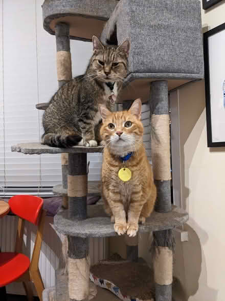 Photo of free Cat tree - definitely not new (N16) #2