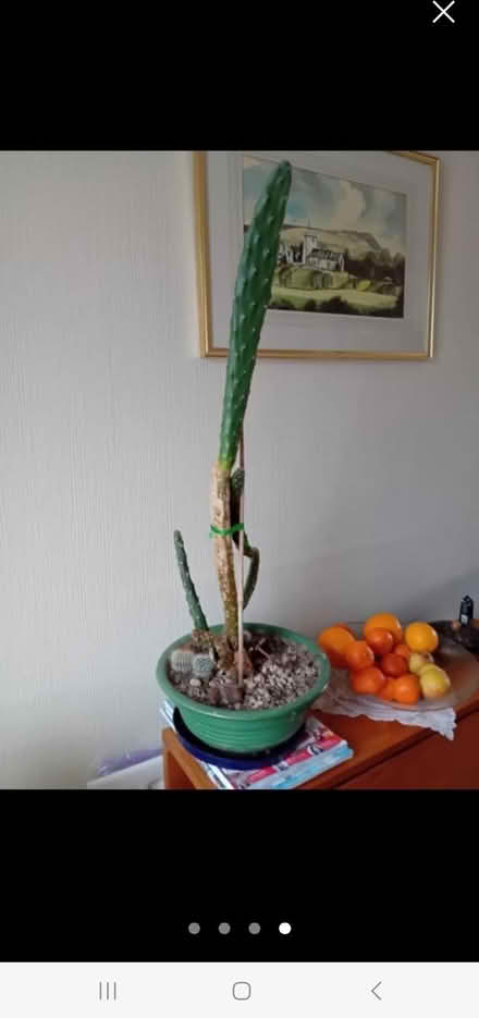 Photo of free Cactus (Halton LA2) #4