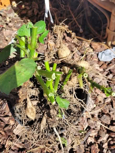 Photo of free Yellow Dahlia tubers (Arcata) #2