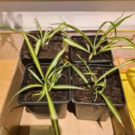 Photo of free Spider plant (AB16) #1