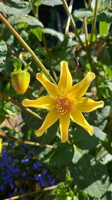 Photo of free Yellow Dahlia tubers (Arcata) #1