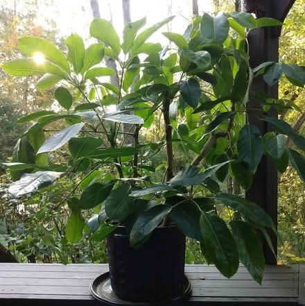 Photo of free Giant Umbrella Plant (Russell) #1