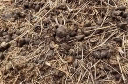 Photo of free Manure (Castlefields SY1) #1