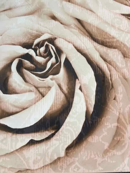 Photo of free Lovely rose canvas picture (Blackpool FY4) #3