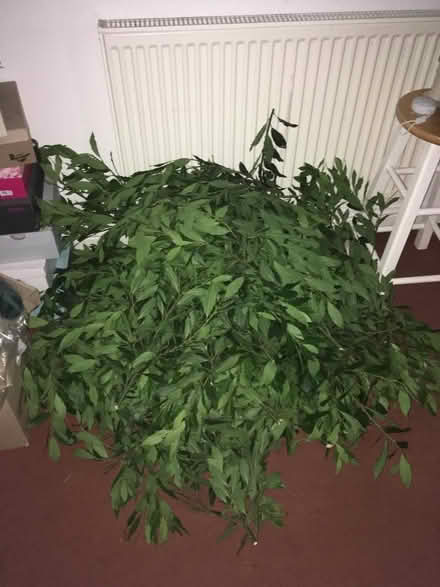 Photo of free Bay leaves/kindling (Oulton LS26) #1