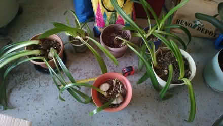 Photo of free Lot of Amaryllis pots (Yonge & Mulock) #1