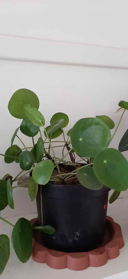 Photo of free Pilea indoor plant (Comely Bank EH4) #1