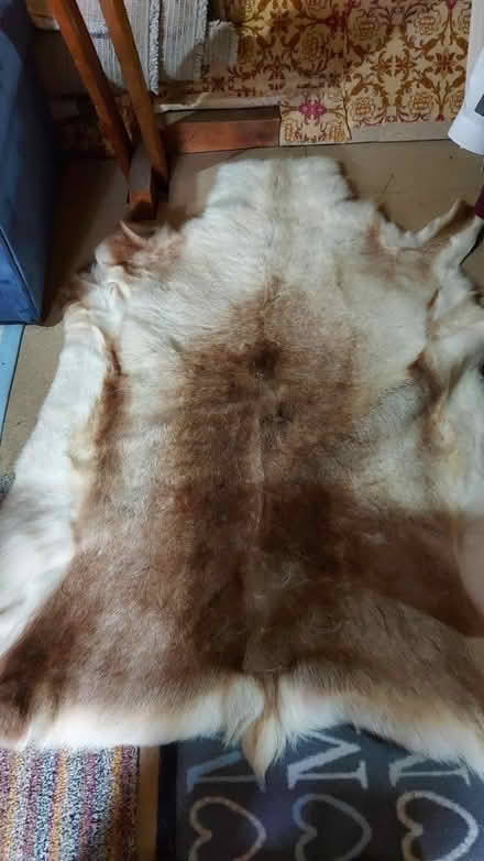 Photo of free Reindeer pelt (Yarnton OX5) #1