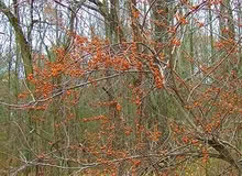 Photo of Bittersweet vines (Plymouth Meeting) #1