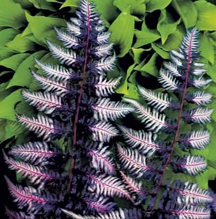 Photo of Plant cuttings (Crookesmoor S10) #4