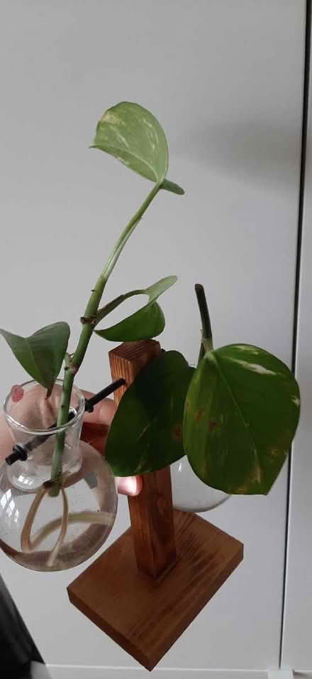 Photo of free Silver pothos and golden pothos (Comely Bank EH4) #2