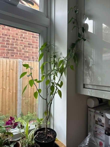 Photo of free Plants (North Tonbridge TN10) #2