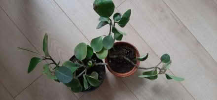 Photo of free Indoor plants (Comely Bank EH4) #1