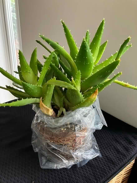 Photo of free Aloe plant (Strawberry Hill TW2) #1