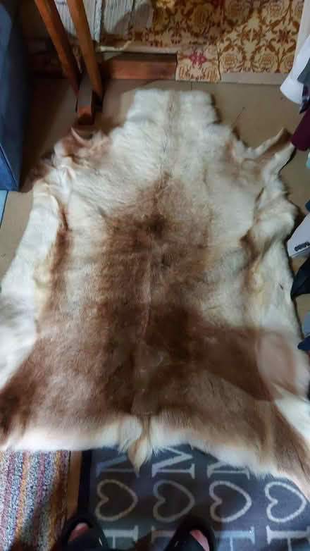 Photo of free Reindeer pelt (Yarnton OX5) #2