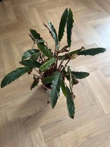 Photo of free Plants (North Tonbridge TN10) #1