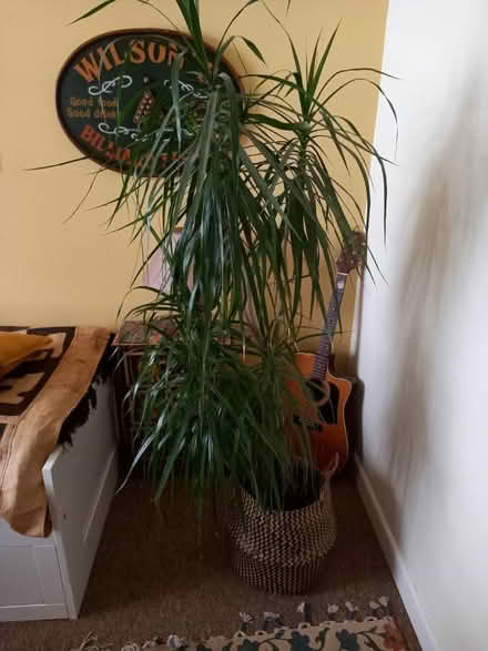 Photo of free Large house plant (Near Ivybridge) #1