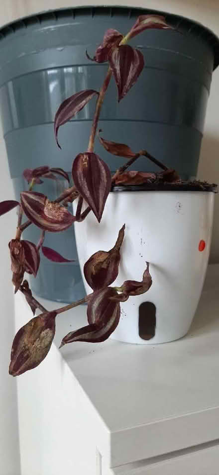 Photo of free Tradeacantia nanuk (Comely Bank EH4) #1