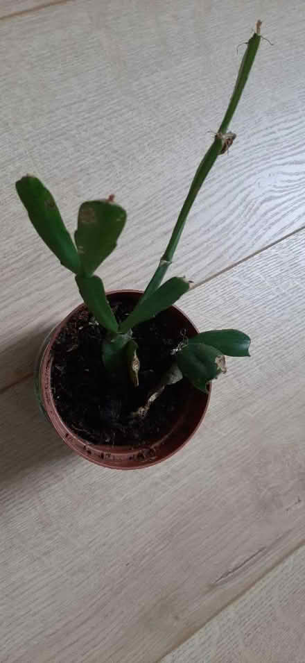 Photo of free Christmas cactus (Comely Bank EH4) #1