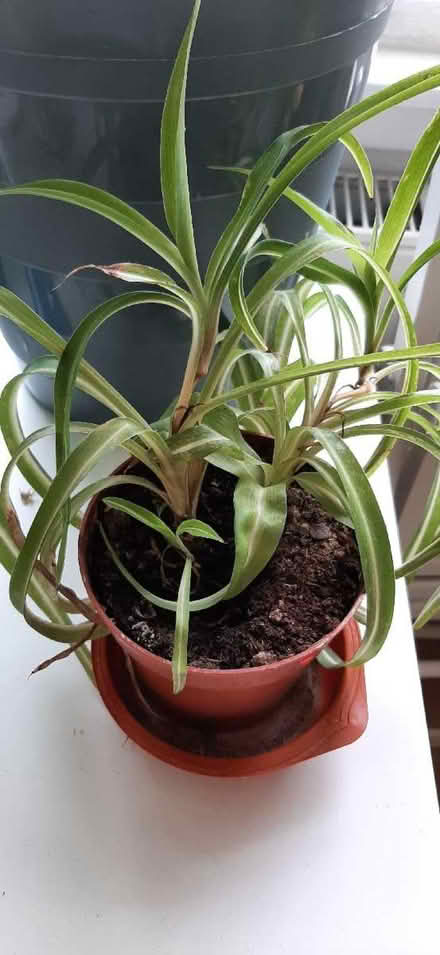 Photo of free Spider plant (Comely Bank EH4) #1