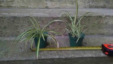 Photo of free spider plants (Yonge & Mulock) #1