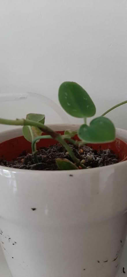 Photo of free Silver pothos and golden pothos (Comely Bank EH4) #1
