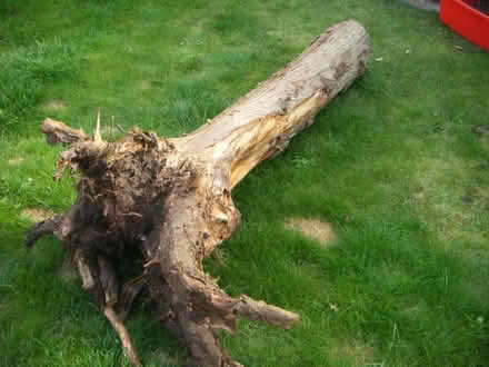 Photo of free tree stump (Sele Farm SG14) #3