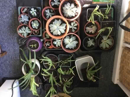 Photo of free Plants (Hailsham BN27) #1