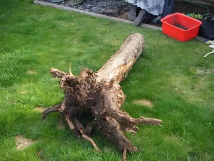 Photo of free tree stump (Sele Farm SG14) #2