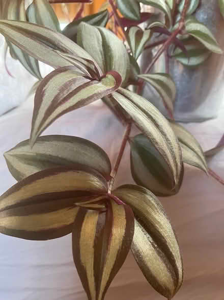 Photo of free Tradescantia Plant cuttings (Lamberhurst TN3) #2