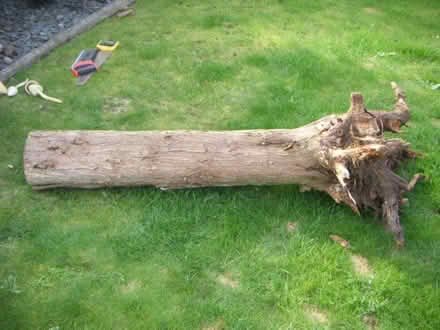 Photo of free tree stump (Sele Farm SG14) #1