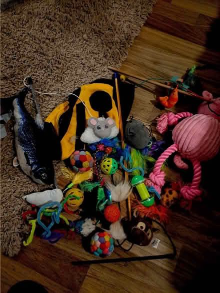 Photo of free Cat toys (Ellesmere Port CH66) #1