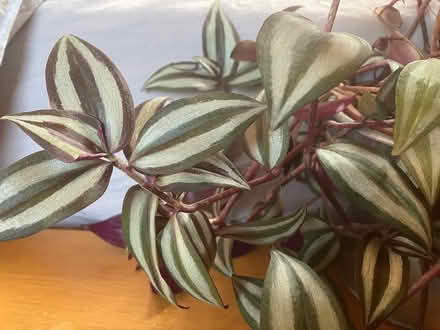 Photo of free Tradescantia Plant cuttings (Lamberhurst TN3) #1