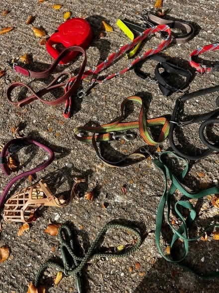 Photo of free Various Dog Leads and Collars (ME14 (Detling)) #1