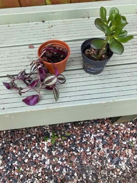 Photo of free Indoor plants (Seaside BN22) #1