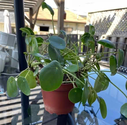 Photo of free Pilea plant (Bloor Lansdowne) #1