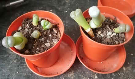 Photo of free Lithops - Living Stone Plants (Longridge PR3) #2
