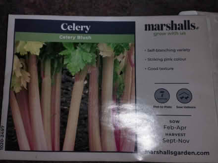 Photo of free Home grown celery (Farringdon Park PR1) #2